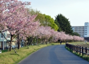 思川緑地桜